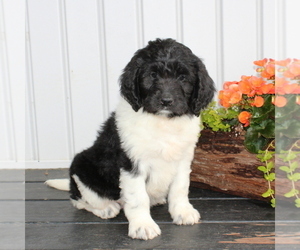 Newfypoo Puppy for sale in NEW PROVIDENCE, PA, USA