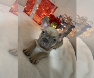 French Bulldog Puppy for sale in EAST HARTFORD, CT, USA