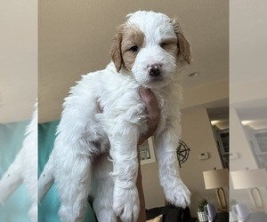 Medium Bernedoodle mix (+ Poodle Standard)