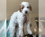 Puppy Snickerdoodle Bernedoodle mix (+ Poodle Standard)
