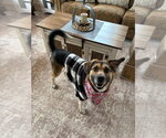 Small Photo #4 Gerberian Shepsky Puppy For Sale in Gloversville, NY, USA