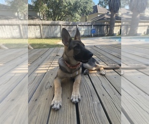 German Shepherd Dog Puppy for sale in SPRING, TX, USA