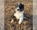 Small #2 Border Collie-Papillon Mix
