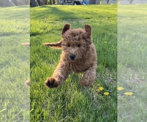 Goldendoodle-Poodle (Standard) Mix Puppy for sale in CO BLUFFS, IA, USA