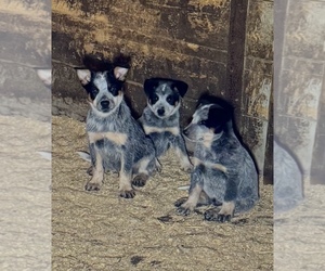 Australian Cattle Dog Puppy for sale in MIDDLEBORO, MA, USA