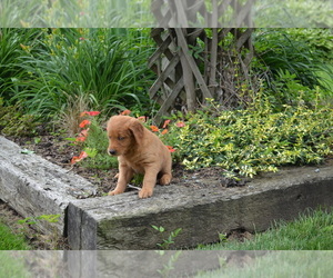 Medium Golden Retriever