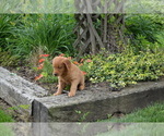 Puppy Galaxy Golden Retriever