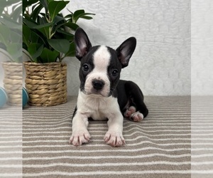 Boston Terrier Puppy for sale in GREENFIELD, IN, USA