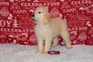 Poodle (Standard) Puppy for sale in CANYON LAKE, TX, USA