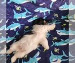 Puppy Snoopy Shorkie Tzu-Zuchon Mix