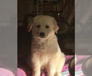 Golden Pyrenees Puppy for sale in MONTROSE, CO, USA