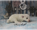 Small #19 Poodle (Toy)
