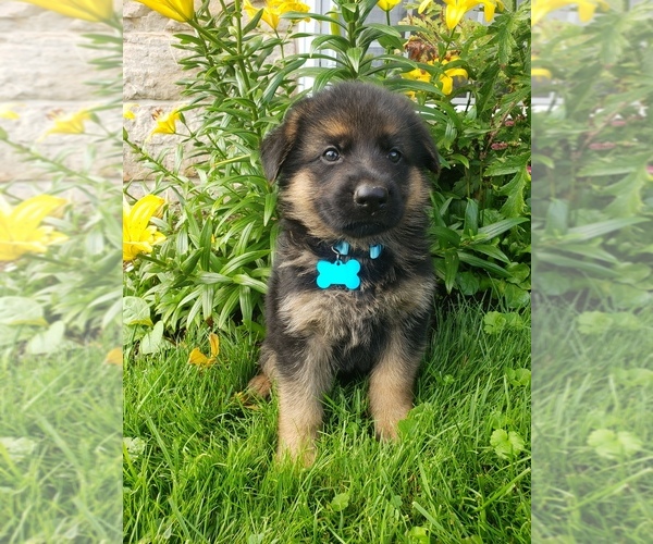 Medium Photo #21 German Shepherd Dog Puppy For Sale in MILLERSTOWN, PA, USA