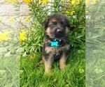 Small Photo #21 German Shepherd Dog Puppy For Sale in MILLERSTOWN, PA, USA