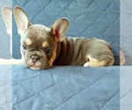 Small Photo #34 French Bulldog Puppy For Sale in MANHATTAN, NY, USA
