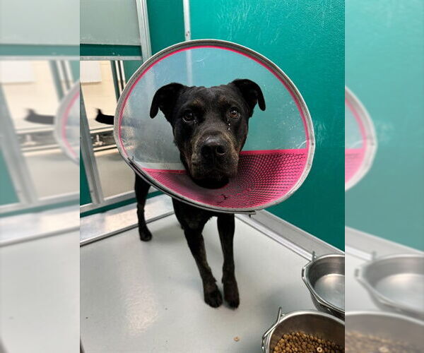 Medium Photo #1 Rottweiler-Unknown Mix Puppy For Sale in Oklahoma City, OK, USA