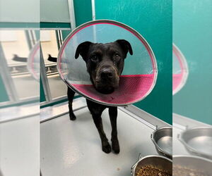 Rottweiler-Unknown Mix Dogs for adoption in Oklahoma City, OK, USA