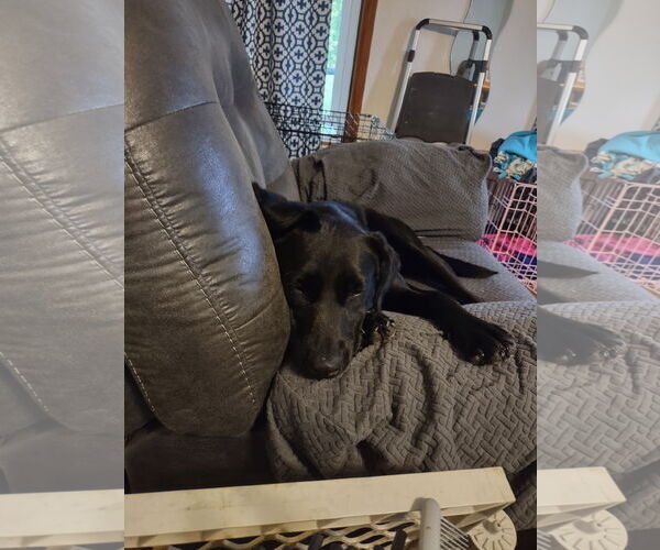 Medium Photo #4 Peruvian Inca Orchid Puppy For Sale in Erie, MI, USA