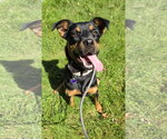 Small #1 Jack Russell Terrier-Mountain Cur Mix