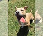PHILLIP - Male American Pit Bull Terrier-Unknown Mix Dog for Adoption - Small photo