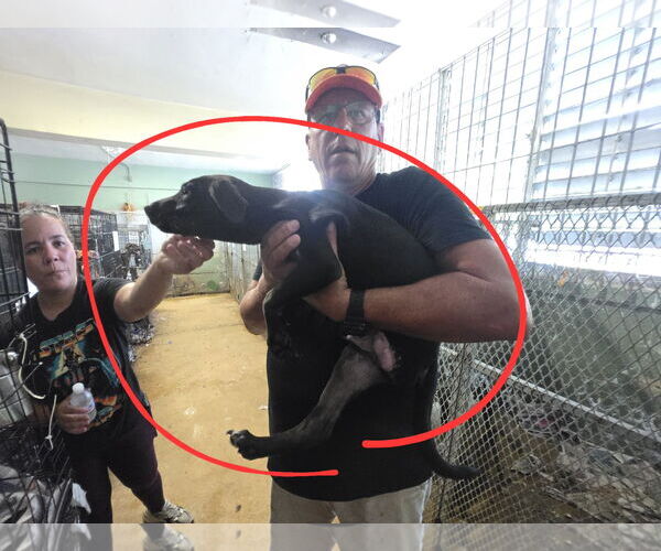 Medium Photo #2 Labrador Retriever-Unknown Mix Puppy For Sale in Virginia Beach, VA, USA