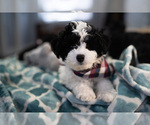 Small Photo #5 Maltipoo Puppy For Sale in AURORA, IL, USA