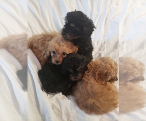 Cavalier King Charles Spaniel-Poodle (Toy) Mix Puppy for sale in CHARLES CITY, IA, USA