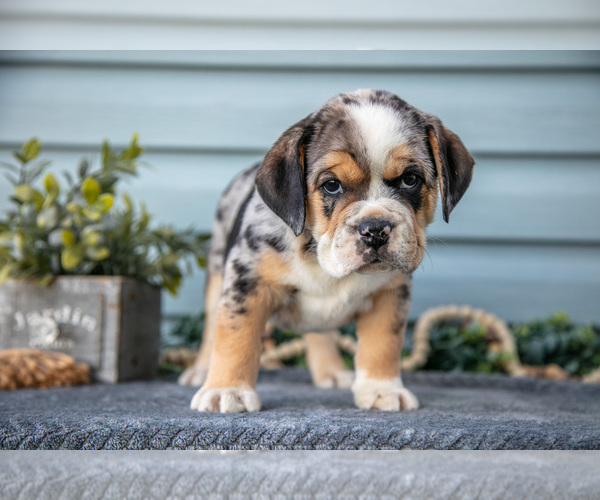 Medium Photo #15 Beabull Puppy For Sale in MILLERSBURG, OH, USA