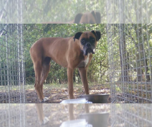 Boxer Dogs for adoption in Austin, TX, USA