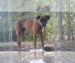 Small Boxer