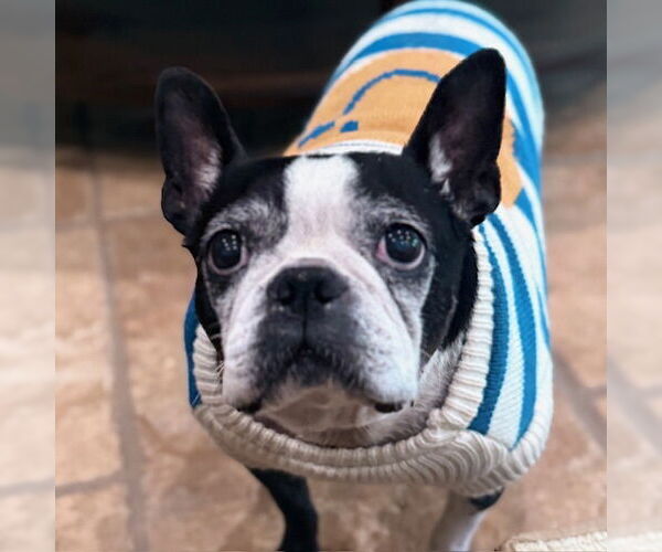 Medium Photo #4 Boston Terrier Puppy For Sale in Huntington Beach, CA, USA