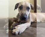 Small #3 Labrador Retriever Mix