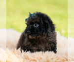 Small #6 Poodle (Miniature)