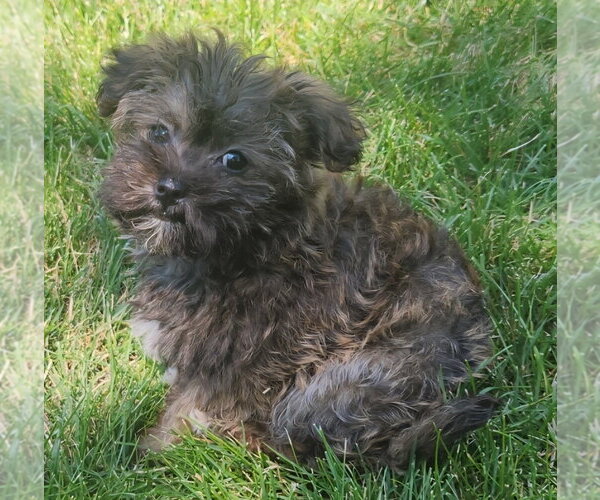 Medium Photo #2 Shih Tzu-Unknown Mix Puppy For Sale in Plainfield, IL, USA