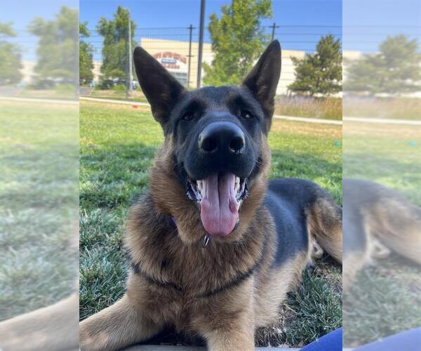 Medium Photo #5 German Shepherd Dog-Unknown Mix Puppy For Sale in Elk Grove, CA, USA