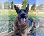 Small #4 German Shepherd Dog Mix