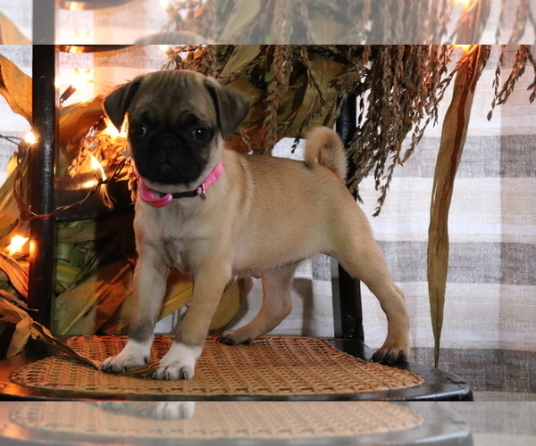 Medium Photo #2 Pug Puppy For Sale in SHILOH, OH, USA