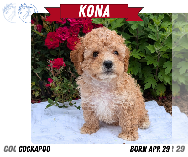 Medium Photo #15 Cock-A-Poo Puppy For Sale in GOSHEN, IN, USA
