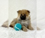 Small #1 Pomeranian