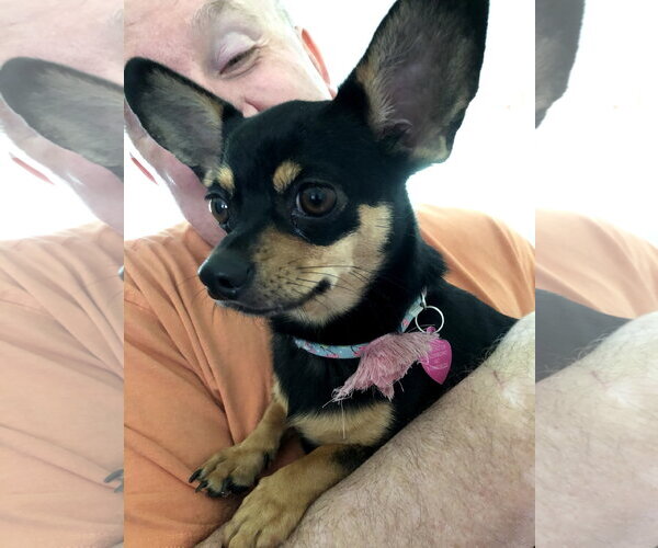 Medium Photo #1 Chiweenie Puppy For Sale in Holly Springs, NC, USA