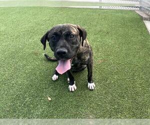 American Staffordshire Terrier-Unknown Mix Dogs for adoption in Grand Prairie, TX, USA