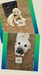 Small Photo #8 Anatolian Shepherd Puppy For Sale in LAURENS, SC, USA