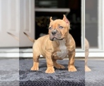 Small American Bully