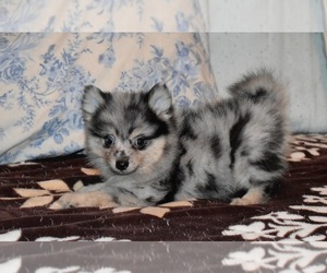 Pomeranian Puppy for sale in DINWIDDIE, VA, USA