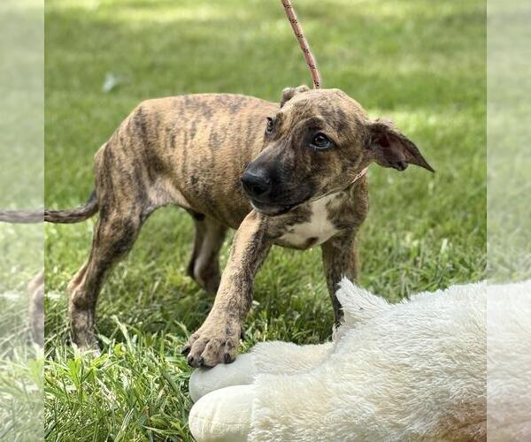 Medium Photo #3 Catahoula Leopard Dog-Unknown Mix Puppy For Sale in Yardley, PA, USA