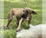 Small #2 Catahoula Leopard Dog Mix