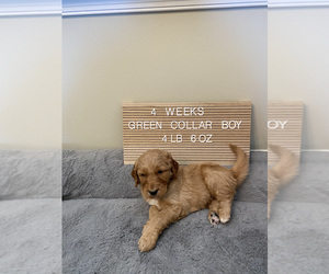 Goldendoodle Puppy for sale in FREDERICA, DE, USA