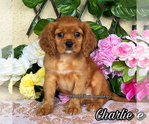 Cavalier King Charles Spaniel Puppy for sale in MIAMI, FL, USA