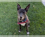 SHADOW - Male German Shepherd Dog-Unknown Mix Dog for Adoption - Small photo
