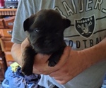 Small #1 French Bulldog